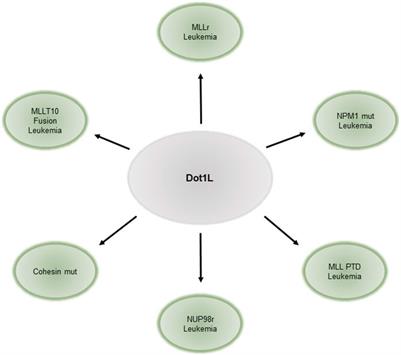 The Role of DOT1L in Normal and Malignant Hematopoiesis